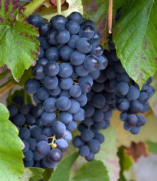 Vitis 'Venus'